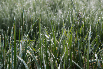 Obraz premium fresh green grass background