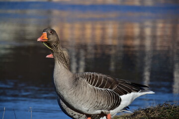 Wild goose looking for food