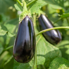 Ripe eggplant grows on a bush