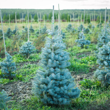 blue spruce edith in the field