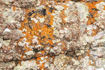 Orange and grey moss on the stones. Close-up detail lichen on the rock. Background nature texture of moss-covered boulder.