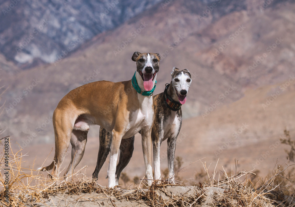 Poster Whippets in the desert.