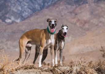 Whippets in the desert.