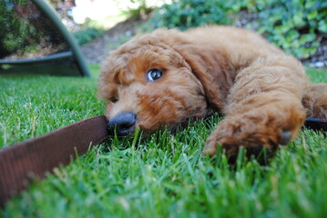 Bébé caniche royal abricot couché sur le sol
