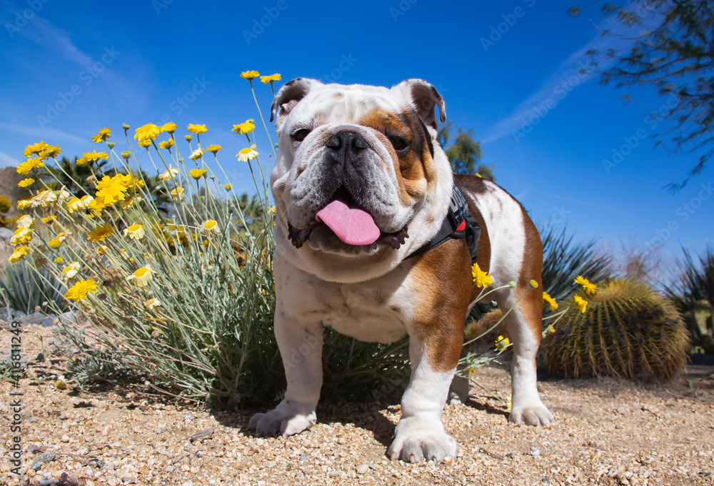 Wall mural Bulldog in a desert garden