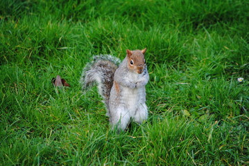 Écureuil gris (Sciurus carolinensis) debout sur une pelouse