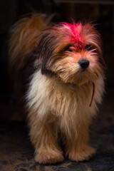 Colorful Portrait of yorkie cute puppy dog at holi festival