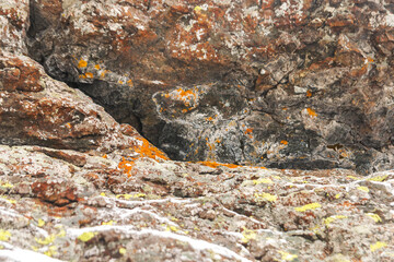 Orange and grey moss on the stones. Close-up detail lichen on the rock. Background nature texture of moss-covered boulder.