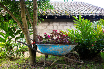 Carretilla con flores en Oxapampa - Wheelbarrow with flowers in Oxapampa