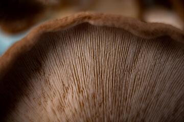 mycology mushroom close-up