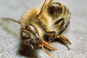 close-up of a dead bee with many details