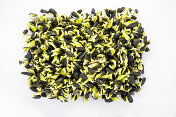 Selective focus. Raw sprouts microgreens, healthy eating. Sunflowers sprouting in a white background.