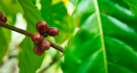 Fresh coffee beans on the coffee plant