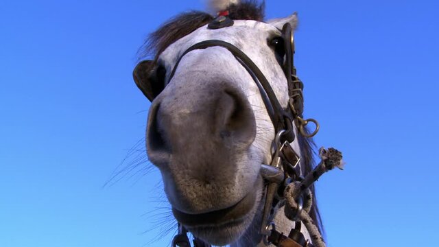 the face of a horse decorated on the head tied to a carriage