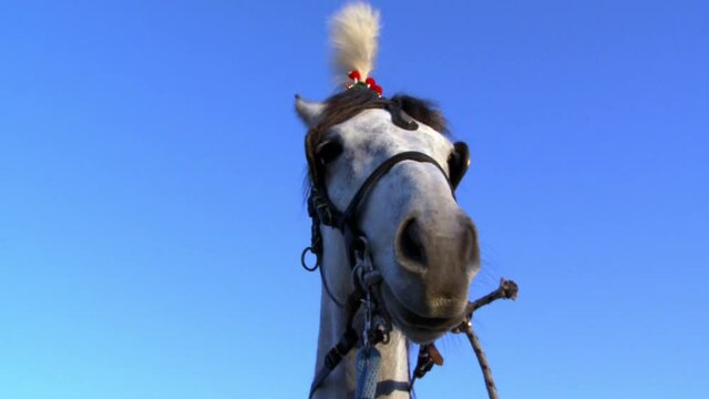 the face of a horse decorated on the head tied to a carriage