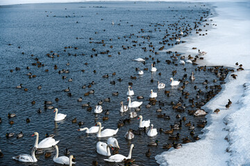 swans and ducks swim in an unfrozen lake in winter