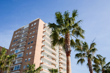 Fototapeta na wymiar palm trees in the city