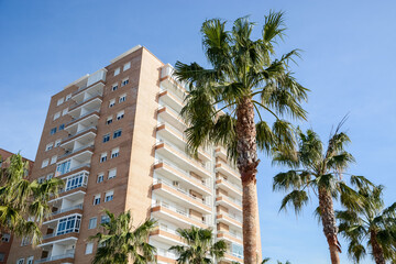 Fototapeta na wymiar palm trees in the city
