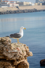 seagull on rock