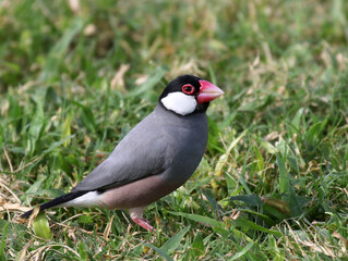 Java Sparrow in a Grassy Field