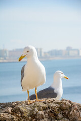 Fototapeta na wymiar seagull on rock
