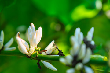 Coffee plant flower