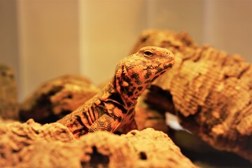 Red male Uromastyx Geyri