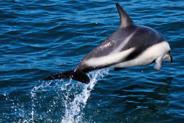 Closeup of one isolated flying jumping black dolphin over water surface - New Zealand