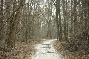 Fototapeta premium path in the forest