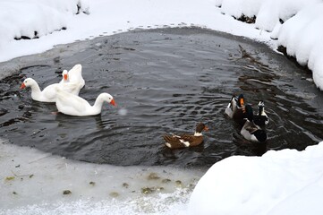 Fototapeta premium ducks and geese in a small lake by the snow
