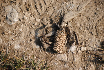 Épis de maïs en décomposition