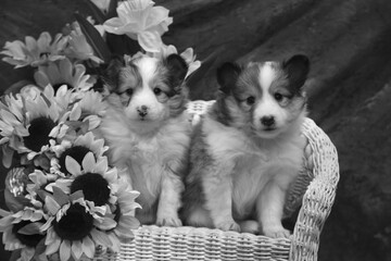 Sheltie Puppies