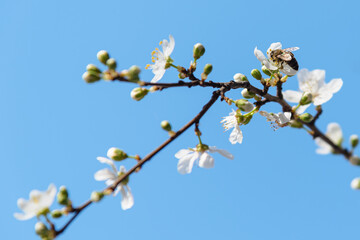 Tree branches with white flowers against blue sky.