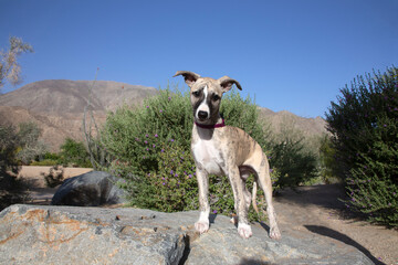 Whippet Puppy,