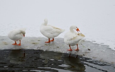 geese by the lake in the snow in winter