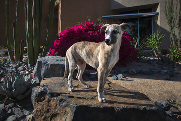 Whippet Puppy