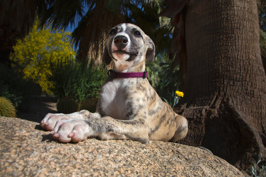 Whippet Puppy