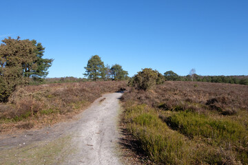 Febuary 2021 Hindhead Common,