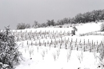 orchard in the snow in winter