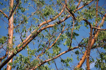 Full frame close-up view of the branches and foliage of an eucalyptus tree with reddish bark under blue sky on a sunny winter day in California