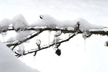dried plums on branches in ice and snow in winter