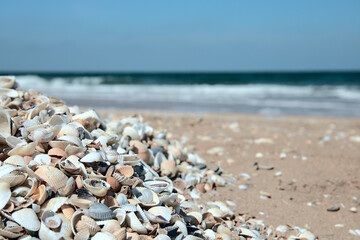 seashells