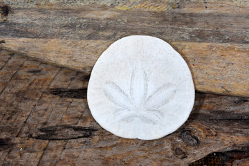 Sand dollar still-life