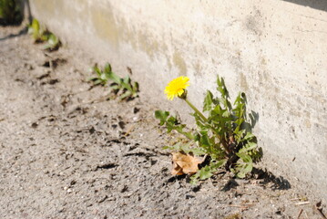 Pissenlit, dent-de-lion dans un joint, au bord d'une route, asphalte, mauvaise herbe