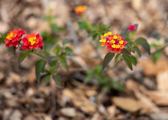 Yellow and Orange Lantana