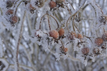 Hagebutte Frost
