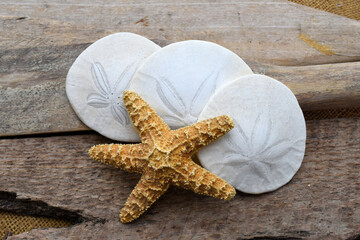 Sand dollar and starfish still-life