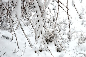 ice on the branches in winter