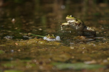 Frosch