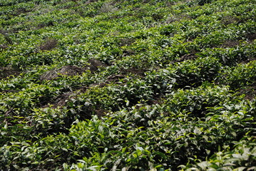 Champ de thé au Burundi en Afrique